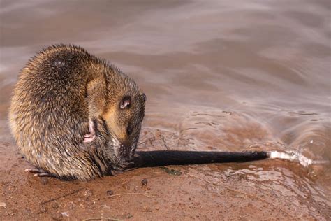 Australian Native Water Rat - series | This native rat was u… | Flickr