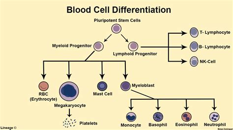 Blood Cell Differentiation - Hematology - Medbullets Step 1