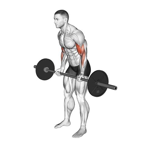 6 Best Barbell Bicep Exercises (with Pictures!) - Inspire US