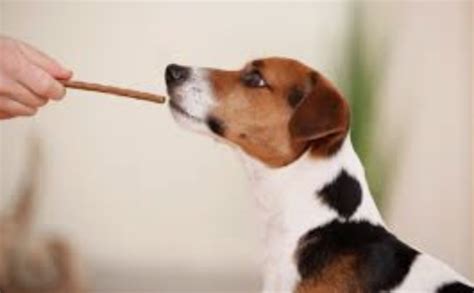 Bully Sticks For Dogs: A Delicious And Healthy Snack Option