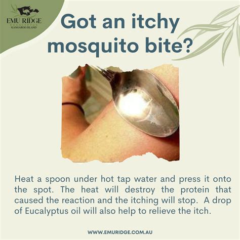 Treat that annoying Mosquito Bite with Eucalyptus or Tea Tree Oil!