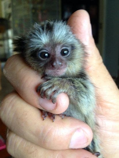 Spider Monkey Animals For Sale | Dallas, TX #247364