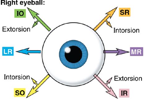 Neuroscience of Eye Movements Flashcards | Quizlet