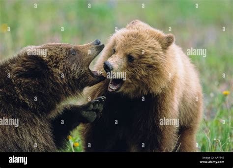 Grizzly cubs playfighting jawing Stock Photo - Alamy