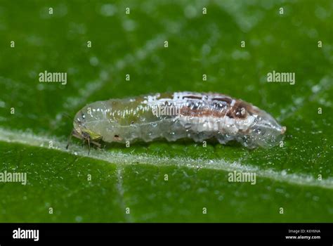 Hoverfly larvae,flower flies or syrphid flies, family Syrphidae, feeds ...