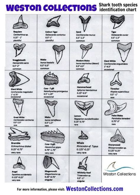 Venice Beach Shark Teeth Chart - TeethWalls