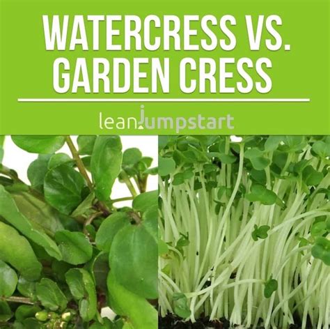 10 Best Garden Cress Recipes