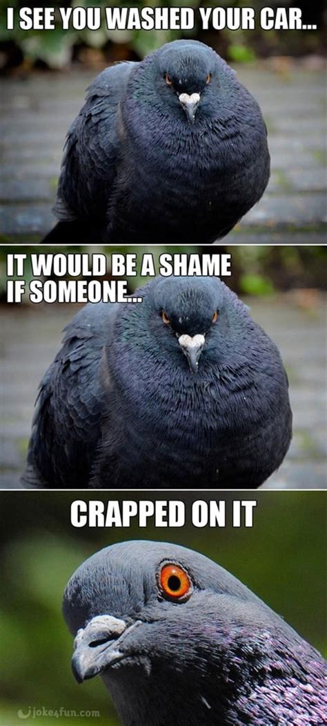 Joke4Fun Memes: Evil pigeon