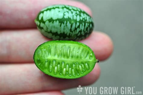 Food Worth Growing: Mexican Sour Gherkin – You Grow Girl