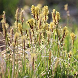 Pennsylvania Sedge | Illinois Pollinators