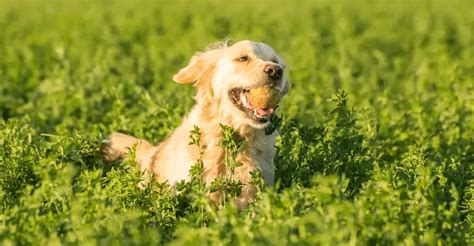 Common Golden Retriever Allergies: Causes & Treatments