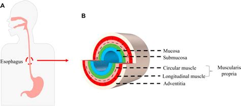 Frontiers | Development and Prospect of Esophageal Tissue Engineering