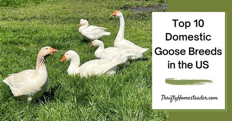 10 Domestic Goose Species & Geese Types