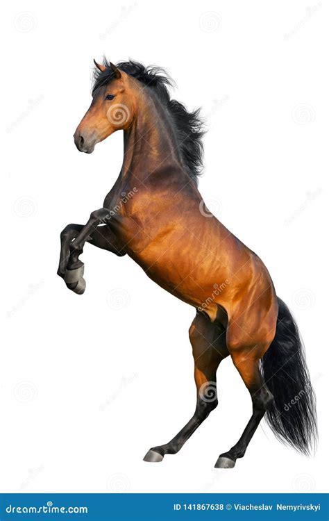 Bay horse rearing up stock photo. Image of horse, equine - 141867638