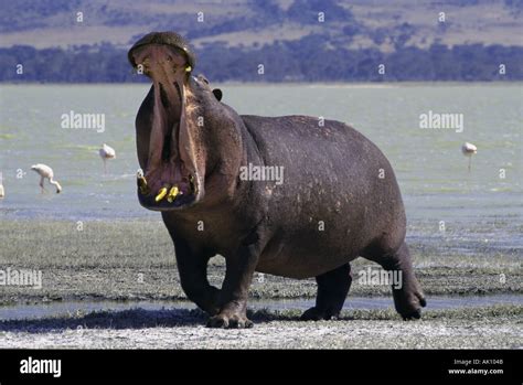 Hippo mating hi-res stock photography and images - Alamy