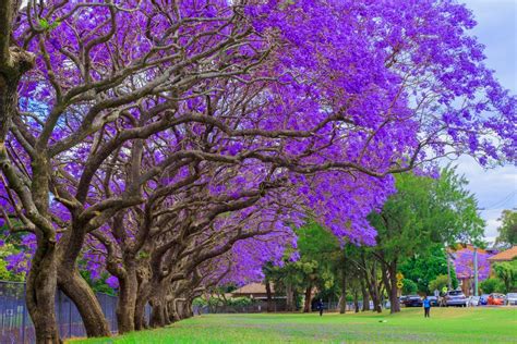 25 Blue Jacaranda Tree Seeds Jacaranda mimosifolia | Etsy