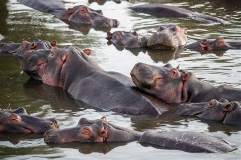 Hippo Vs. Elephant - Animals Around The Globe