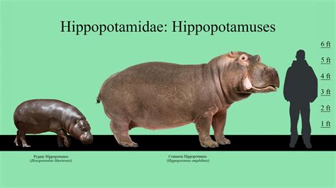 Hippos Size Chart - ZooChat | Pygmy hippopotamus, Hippo, Size chart