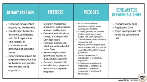 Binary Fission Vs Mitosis