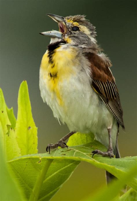 Dickcissel | Singing Bird | Passerine