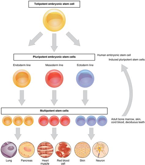 Cellular Differentiation · Anatomy and Physiology