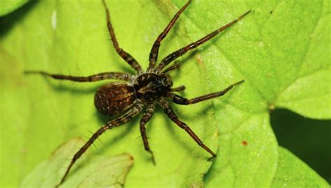 Pennsylvania Spiders That Bite | Sciencing