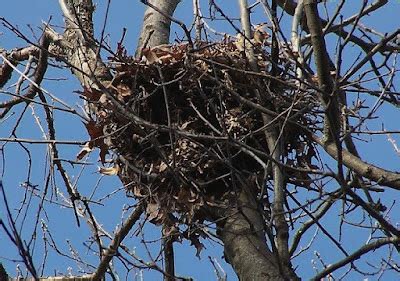 Squirrel Nest Building