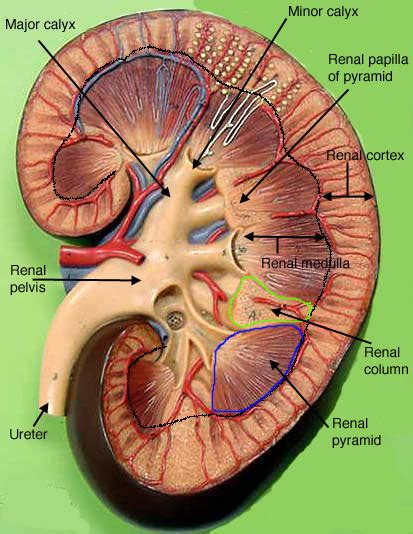 Urinary System