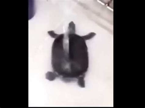 Turtle dancing meme - YouTube