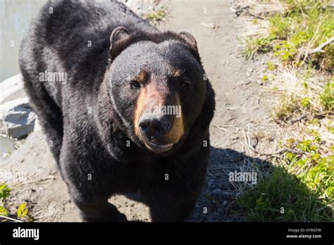 CAPTIVE: Close up of a Black Bear look upwards with eye contact, Alaska ...