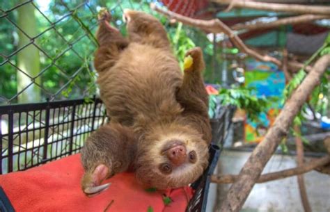 Volunteer with Sloths in Costa Rica - Sloth Sanctuary and Rescue