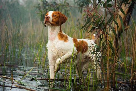 Can you teach a dog to understand pointing? A Step-by-Step Guide ...