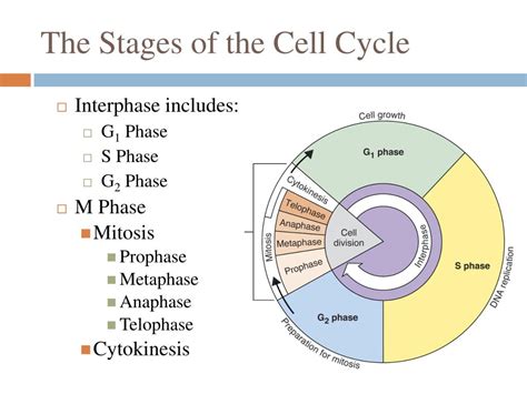 M Phase And S Phase Of Cell Cycle : Sequence of events that take place ...