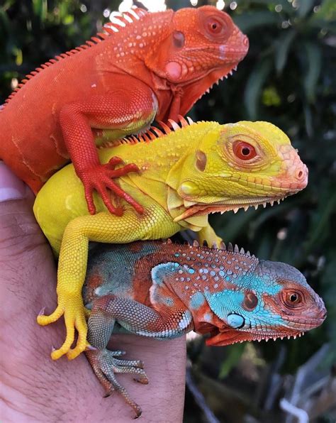 Iguanas of different colors | Animali rari, Animali, Animali e animali ...