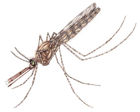 Female Mosquito Anopheles gambiae African Malaria Mosquito - Lizzie Harper