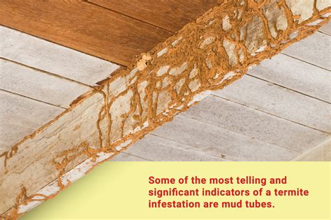 What Are Termite Mud Tubes? - Dodson Pest Control