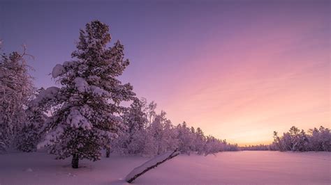 Snowy Forest At Sunrise Wallpapers - Wallpaper Cave