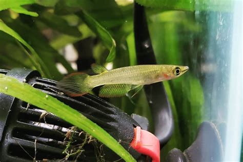 Golden Wonder Killifish: Care, Diet, Breeding & more