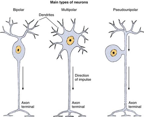 Main types of Neurons Diagram | Quizlet