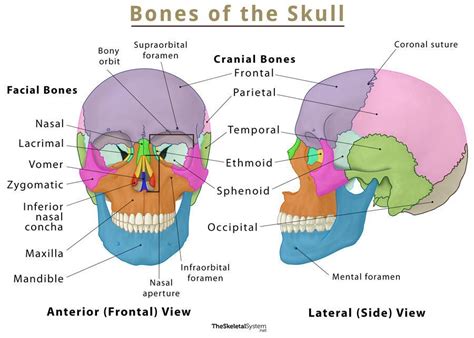 Skull Diagram Front