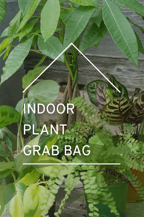 Indoor House Plants – Sprout Home