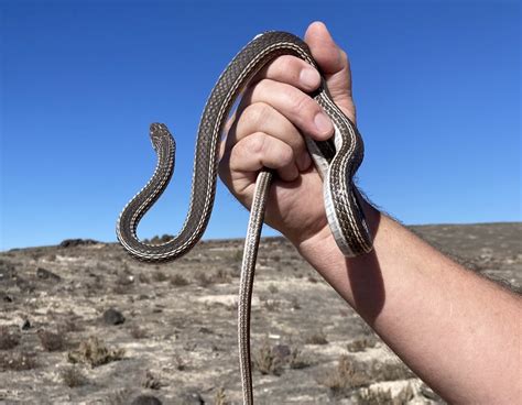 Desert Striped Whipsnake in October 2023 by Charlie Justus · iNaturalist