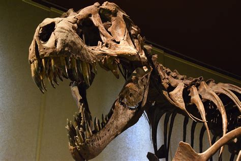 Tyrannosaurus Rex Bone Fossils Indicate Cannibalistic Behavior ...