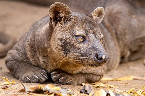 FOSSA: 5 fascinating facts - Africa Geographic