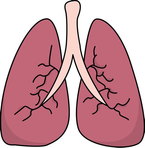 Lungs Cartoon Organ Anatomy Vector Cartoon Organ Anatomy Png And | The ...