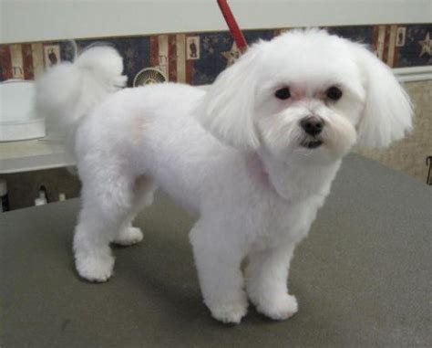 How to Trim a Teddy Bear Dog | Maltese Dogs Haircuts, Maltese Haircut ...