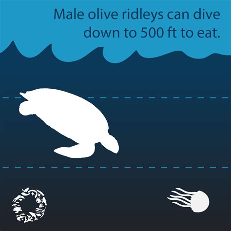 Wildlife Fact Sheets: Olive Ridley Sea Turtle - Ocean Conservancy