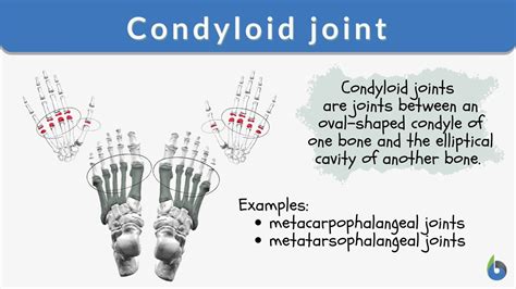 Condyloid joint - Definition and Examples - Biology Online Dictionary