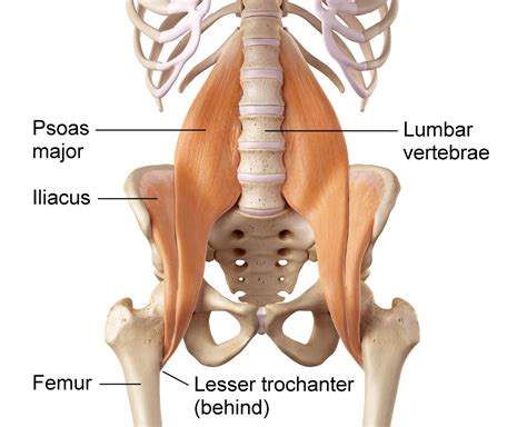 11+ Iliopsoas Stretches Pdf - RosalynAdeiza