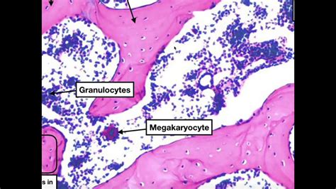 Spongy Bone Under Microscope